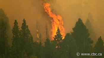 Firefighters wrap world's largest tree to protect it from California fire