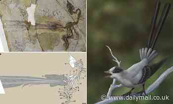 Ancient bird had fancy tail feathers like a peacock, fossils show