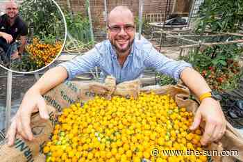 Gardener shatters world record by growing 839 tomatoes on a single stem... - The US Sun