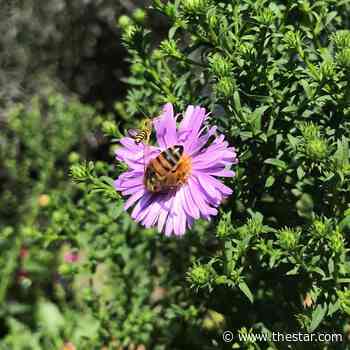 Garden guru: Etobicoke gardener snaps photo of two bees in a pod - Toronto Star