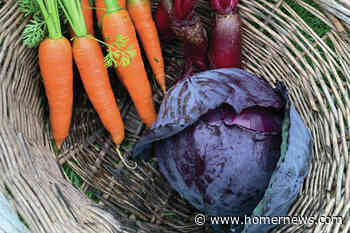 Kachemak Gardener: Time to harvest the vegetable garden - Homer News