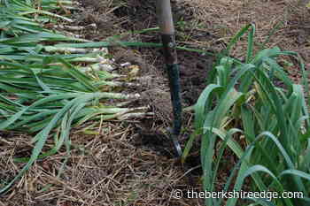 GARDENER'S CHECKLIST: Week of September 16, 2021 - theberkshireedge.com