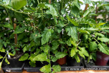 Community Calendar: ARTrails Studio Tour; Master Gardener Plant Sale; Pioneer Church Open House - Centralia Chronicle