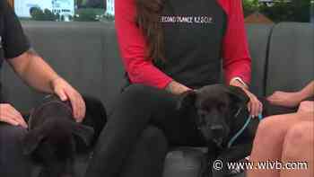 Mel's Mutts: Chuck & Wilson