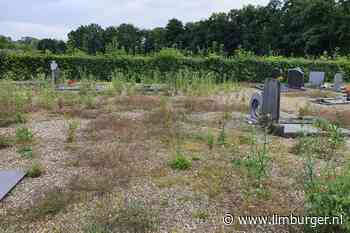 Azijn en zout halen niets uit tegen onkruidexplosie op kerkhof Obbicht, dus toch maar weer gif: 'We konden het niet meer aanzien' - De Limburger