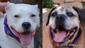Pet of the Week: Duke and Pepper