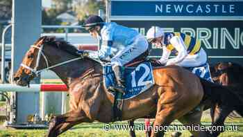 Newcastle Cup-Cameron Handicap-Tibbie Stakes treble for jockey Jeff Penza - Dungog Chronicle