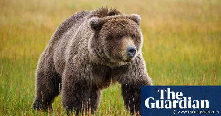 ‘It was complete pandemonium’: the towns grappling with bear attacks