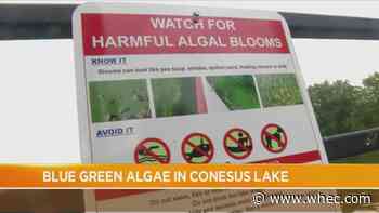 Harmful algae bloom found on throughout Conesus Lake