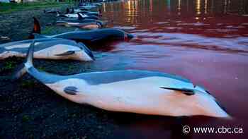 Faroe Islands will review regulations after record dolphin slaughter