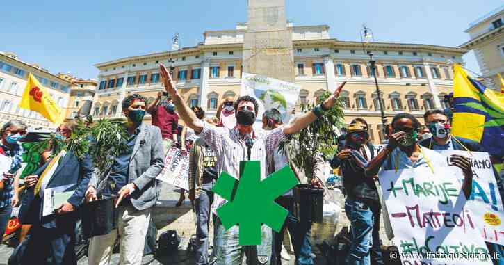 Referendum Cannabis Legale, i promotori: “Raccolte 491.933 firme, siamo a un soffio dal raggiungimento delle 500mila”