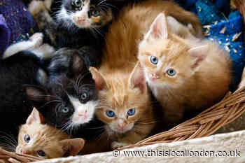 Waltham Abbey man fined after illegally selling kittens