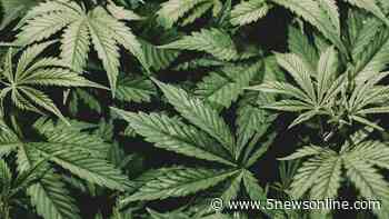 Medical marijuana group looking to open shop in Van Buren - 5newsonline.com