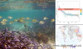 Climate change: Coral reef cover has been decimated by HALF since the 1950s