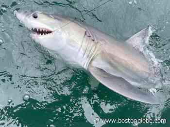 Baby Shark in Rhode Island? Atlantic Shark Institute says it tagged more, and younger, sharks this summer - The Boston Globe