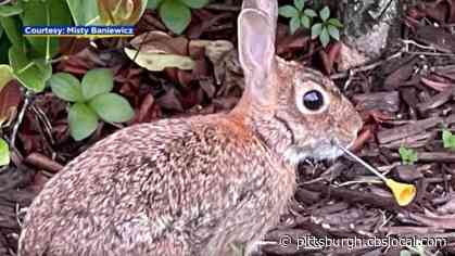 ‘My Heart Dropped’: Woman, Neighbors Team Up To Rescue Rabbit Found With Dart In Its Face