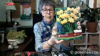 Tips on planting fall bulbs for spring flowers