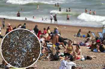 Hundreds of whitebait seen on beaches in Seaford and Hove
