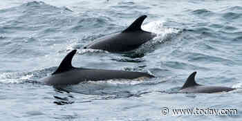 More than 1,400 dolphins killed in Faeroe Islands hunt, stirring fresh anger over old tradition