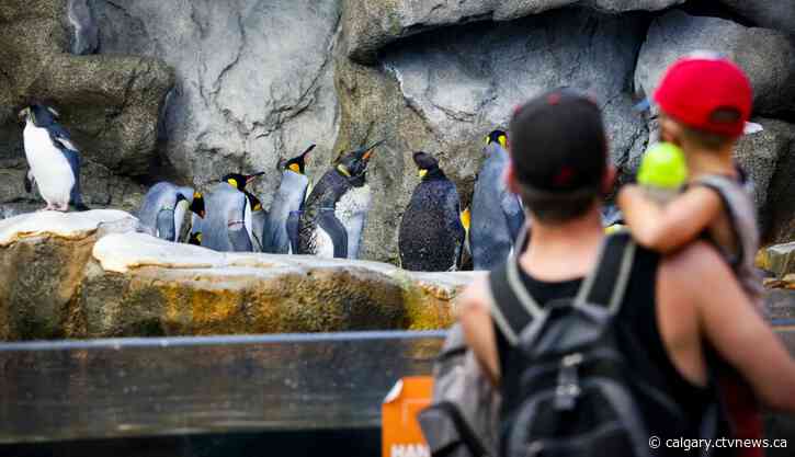 Calgary Zoo to require proof of vaccination or negative COVID-19 test