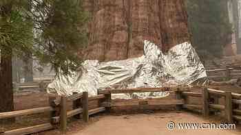 World's largest tree wrapped in foil to protect it against nearby wildfires