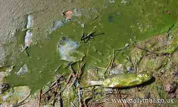 Mass extinction 252 million years ago was caused by a 'toxic soup' and we are following this recipe