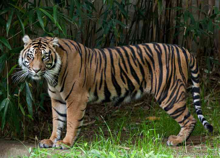 National Zoo Big Cats Test ‘Presumptive Positive’ For COVID-19