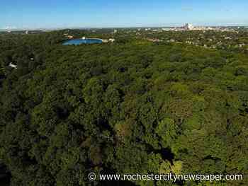 Washington Grove's 'incredible trees' are now protected