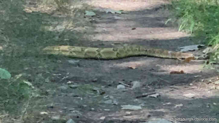 Rare Five-Foot Timber Rattlesnake Spotted On New England Trail: ‘Thought It Escaped From Zoo’