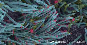 Study shows coronavirus might have multiple animal origins | Lifestyle Health | English Manorama - Onmanorama