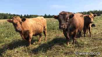 Blood Tribe members ratify $150M settlement over historic cattle claim