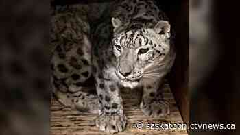 Saskatoon Zoo welcomes Kazi the snow leopard