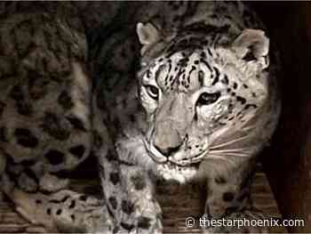 Saskatoon Forestry Farm Park and Zoo welcomes new snow leopard, Kazi