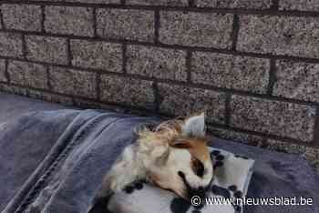 Roofvogel doodt chihuahua