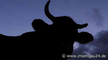 Traunstein: Sperrfristen für die Ausbringung stickstoffhaltiger Düngemittel - chiemgau24.de