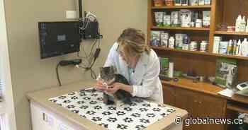 Saskatchewan becomes latest province to ban cat declawing