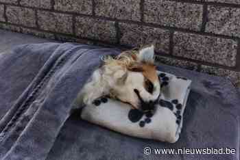 Roofvogel doodt chihuahua in Zandhoven: “Denk dat het een ontsnapte arend was”