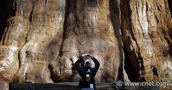 Giant sequoia trees wrapped in aluminum as California wildfires loom     - CNET