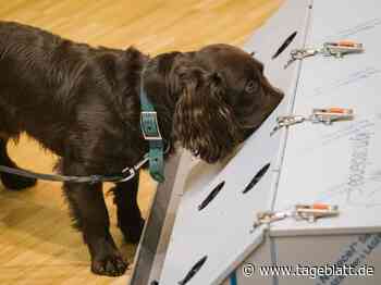 Spürhunde sollen Konzerte möglich machen - Landkreis Stade - Tageblatt-online