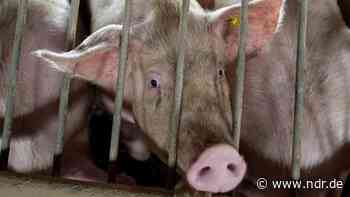 Ex-Landwirt will 850 Schweine-Kadaver in Garrel entsorgen - NDR.de