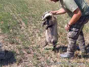 Modena, Pignoletto, il tasso svenuto per l’indigestione di fichi, ora sta meglio. Festa per la sua liberazione - Corriere della Sera