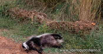 Il tasso "in coma etilico", come lo trovano nelle campagne di Modena: la sconcertante causa - Liberoquotidiano.it