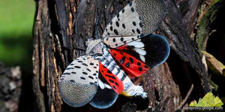 States are begging Americans to kill spotted lanternflies as scientists struggle to keep the pests from spreading