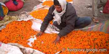How sacred flowers are turned into incense sticks
