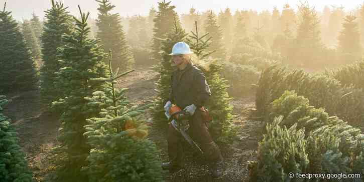 Heatwaves and droughts have decimated some Christmas tree crops, and industry groups are warning of impending shortages: 'Find and buy your Christmas tree early'