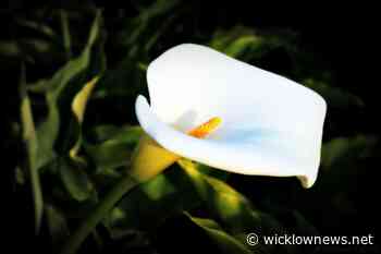 Doreen Margaret GORMLEY (née Lynch) Seaview Heights, Rathnew - WicklowNews.Net