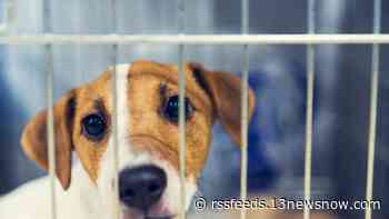 'Party for the Animals' | Virginia Beach SPCA honors homeless animal adoptions