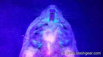 It turns out gophers glow when you shine a UV light on them