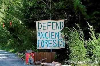 Fairy Creek's old-growth logging protests injunction remains temporarily: judge