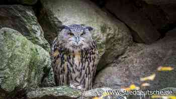 Dießen am Ammersee - Todkranken Uhu ausgesetzt - Süddeutsche Zeitung